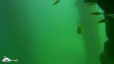 Scripps Pier Underwater Live Webcam - Sep 18, 2026, 2:51pm PDT