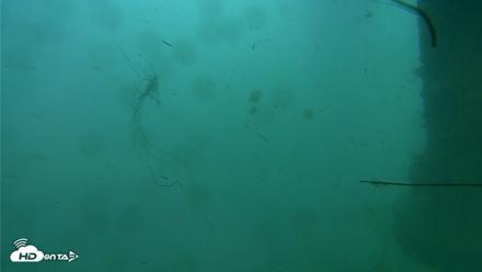 Scripps Pier Underwater Live Webcam - Jul 28, 2026, 8:46am PDT
