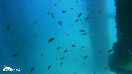 Scripps Pier Underwater Live Webcam - Aug 25, 2026, 2:49pm PDT