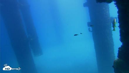 Scripps Pier Underwater Live Webcam - Sep 25, 2026, 1:10pm PDT