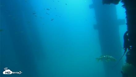 Scripps Pier Underwater Live Webcam - Sep 15, 2026, 12:05pm PDT