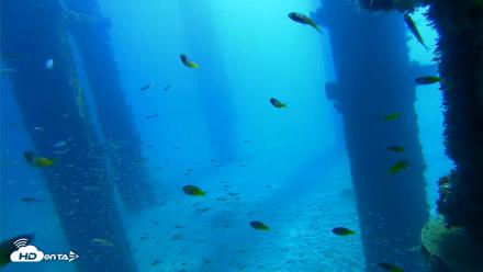Scripps Pier Underwater Live Webcam - Oct 5, 2026, 10:26am PDT