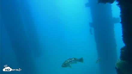 Scripps Pier Underwater Live Webcam - Sep 19, 2026, 11:58am PDT