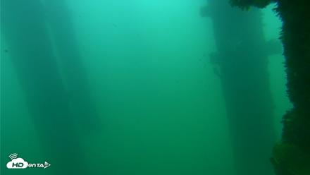 Scripps Pier Underwater Live Webcam - Sep 24, 2026, 8:20am PDT