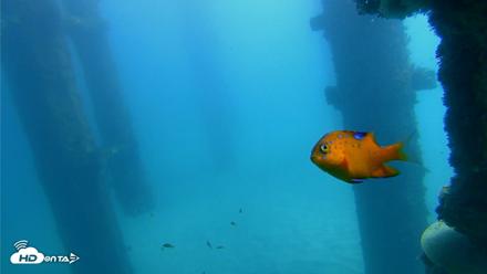 Scripps Pier Underwater Live Webcam - Oct 21, 2026, 12:09pm PDT