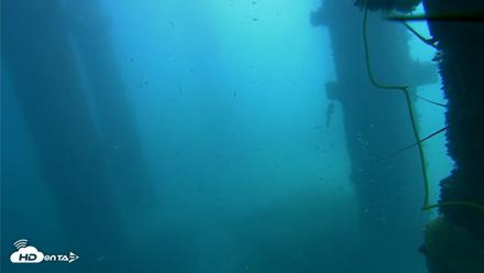 Scripps Pier Underwater Live Webcam - Oct 1, 2026, 12:24pm PDT