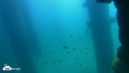 Scripps Pier Underwater Live Webcam - Oct 4, 2026, 11:52am PDT