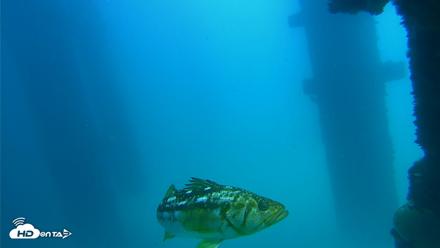 Scripps Pier Underwater Live Webcam - Sep 15, 2026, 1:04pm PDT