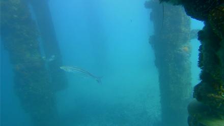 Scripps Pier Underwater Live Webcam - Jan 25, 2026, 2:37pm PST