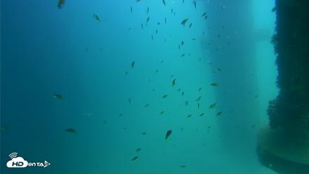 Scripps Pier Underwater Live Webcam - Aug 17, 2026, 1:45pm PDT