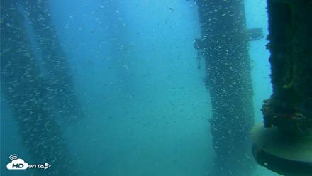 Scripps Pier Underwater Live Webcam - Aug 5, 2026, 1:17pm PDT