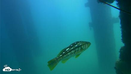 Scripps Pier Underwater Live Webcam - Sep 22, 2026, 1:01pm PDT