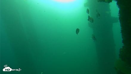 Scripps Pier Underwater Live Webcam - Oct 13, 2026, 7:53am PDT