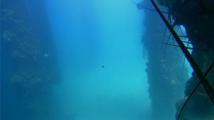 Scripps Pier Underwater Live Webcam - Sep 10, 2025, 1:51pm PDT