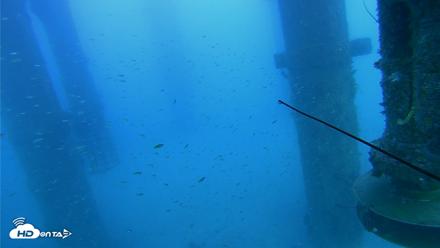 Scripps Pier Underwater Live Webcam - Jul 30, 2026, 6:52pm PDT