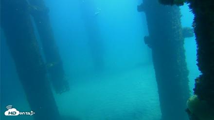 Scripps Pier Underwater Live Webcam - Oct 6, 2026, 12:39pm PDT