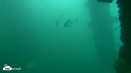 Scripps Pier Underwater Live Webcam - Oct 11, 2026, 11:52am PDT