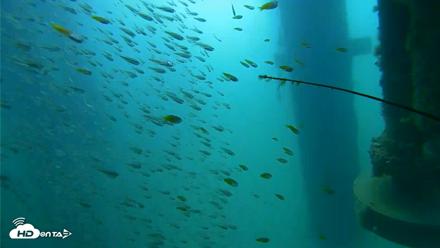 Scripps Pier Underwater Live Webcam - Aug 10, 2026, 10:11am PDT