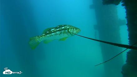Scripps Pier Underwater Live Webcam - Sep 17, 2026, 3:32pm PDT