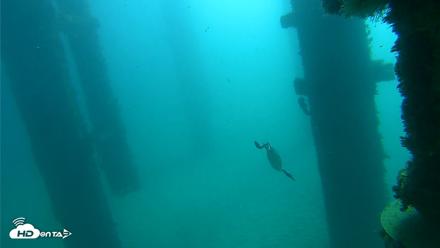 Scripps Pier Underwater Live Webcam - Oct 20, 2026, 10:10am PDT