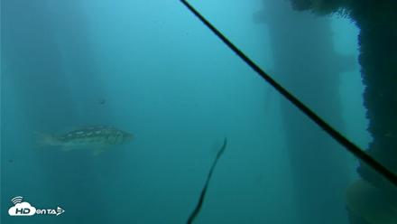 Scripps Pier Underwater Live Webcam - Oct 23, 2026, 3:17pm PDT