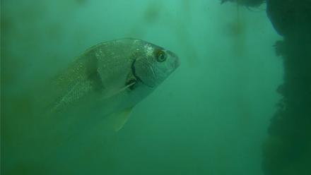 Scripps Pier Underwater Live Webcam - Feb 18, 2026, 12:33pm PST