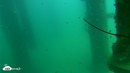 Scripps Pier Underwater Live Webcam - Aug 14, 2026, 2:40pm PDT