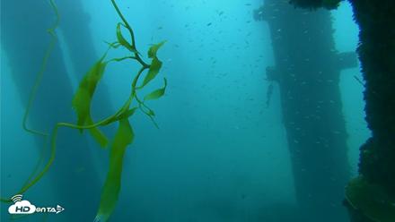Scripps Pier Underwater Live Webcam - Oct 1, 2026, 10:24am PDT