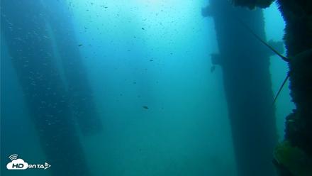 Scripps Pier Underwater Live Webcam - Sep 25, 2026, 9:30am PDT