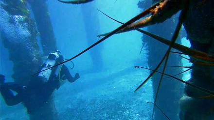 Scripps Pier Underwater Live Webcam - Jan 29, 2026, 11:02am PST