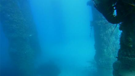 Scripps Pier Underwater Live Webcam - Nov 13, 2025, 2:18pm PST
