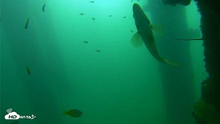 Scripps Pier Underwater Live Webcam - Sep 23, 2026, 9:52am PDT