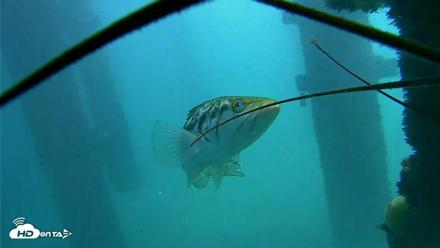Scripps Pier Underwater Live Webcam - Oct 8, 2026, 12:39pm PDT