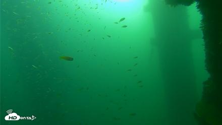 Scripps Pier Underwater Live Webcam - Sep 28, 2026, 8:00am PDT