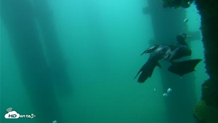 Scripps Pier Underwater Live Webcam - Sep 18, 2026, 7:56am PDT