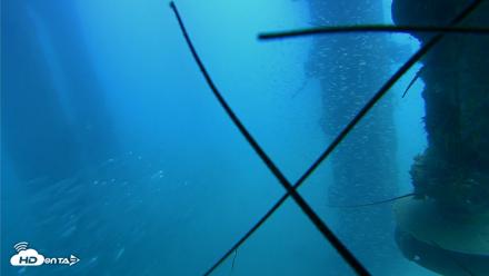 Scripps Pier Underwater Live Webcam - Aug 4, 2026, 1:30pm PDT