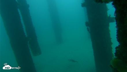 Scripps Pier Underwater Live Webcam - Oct 8, 2026, 7:43am PDT