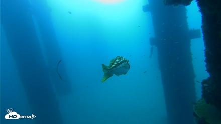 Scripps Pier Underwater Live Webcam - Sep 19, 2026, 9:08am PDT