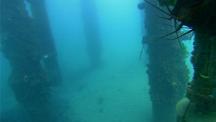 Scripps Pier Underwater Live Webcam - Sep 2, 2025, 2:03pm PDT