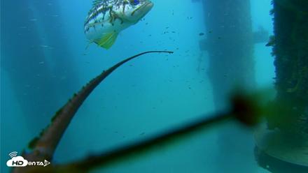 Scripps Pier Underwater Live Webcam - Aug 14, 2026, 2:42pm PDT