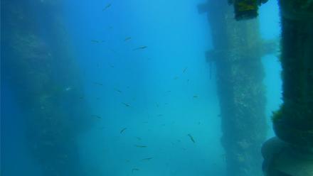 Scripps Pier Underwater Live Webcam - Mar 20, 2026, 3:02pm PDT