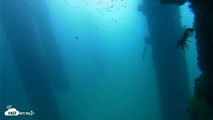 Scripps Pier Underwater Live Webcam - Sep 25, 2026, 9:15am PDT