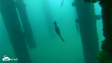 Scripps Pier Underwater Live Webcam - Oct 8, 2026, 9:31am PDT