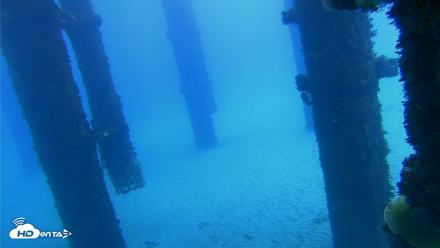 Scripps Pier Underwater Live Webcam - Oct 7, 2026, 12:23pm PDT