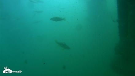 Scripps Pier Underwater Live Webcam - Jul 27, 2026, 10:25am PDT
