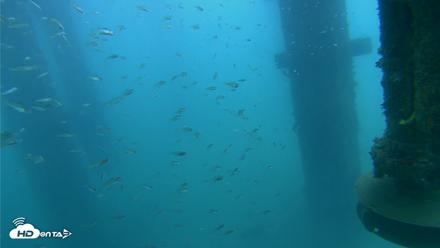 Scripps Pier Underwater Live Webcam - Aug 3, 2026, 8:21am PDT