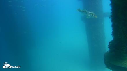 Scripps Pier Underwater Live Webcam - Aug 25, 2026, 2:44pm PDT