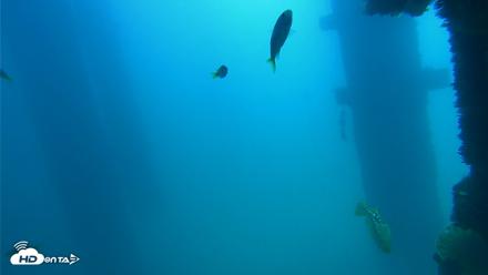 Scripps Pier Underwater Live Webcam - Sep 15, 2026, 12:02pm PDT