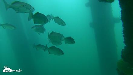 Scripps Pier Underwater Live Webcam - Oct 12, 2026, 9:30am PDT
