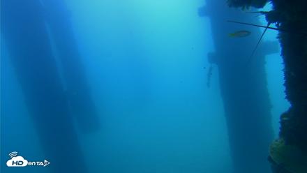 Scripps Pier Underwater Live Webcam - Sep 21, 2026, 11:25am PDT